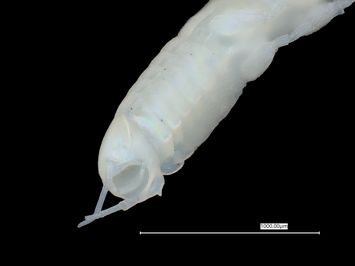 Vorschaubild Akanthophoreus lispopygmos